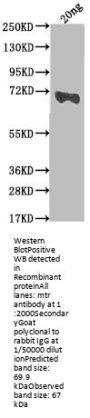 mtr Antibody