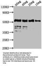 fkpA Antibody
