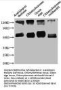 rbcL Antibody