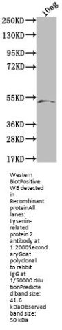 Lysenin-related protein 2 Antibody