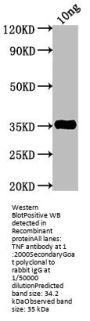 TNF Antibody