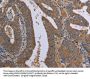 LCMT1 Antibody