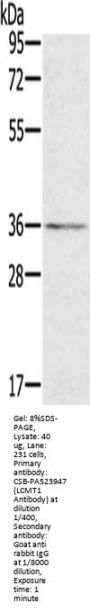 LCMT1 Antibody
