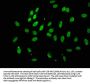 TLE4 Antibody