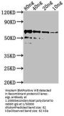 algL Antibody