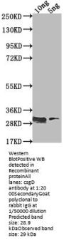 csgD Antibody