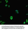 KDM1A Antibody