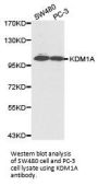 KDM1A Antibody