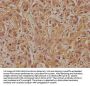 PDE8A Antibody