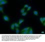 PDE8A Antibody