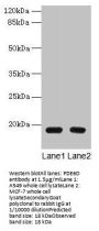 PDE6D Antibody