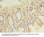 PDE6D Antibody