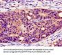 PLIN1 Antibody