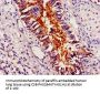 PLIN1 Antibody