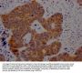 ZWINT Antibody