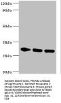 PRKAB2 Antibody