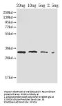 PORC Antibody