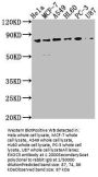 EXOC3 Antibody