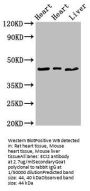 ECI2 Antibody