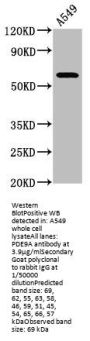 PDE9A Antibody