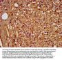 PDE9A Antibody