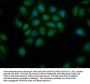 PDE9A Antibody