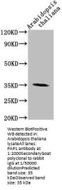 PAP1 Antibody