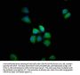 PDE8B Antibody
