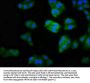 MOCS2 Antibody