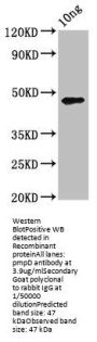 pmpD Antibody