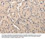 SERPINA7 Antibody