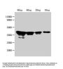 nfuA Antibody