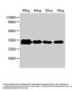 nfuA Antibody