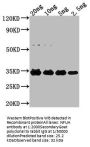 NFUA Antibody