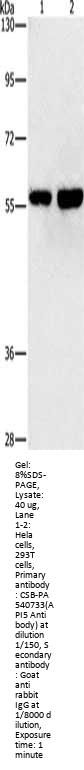 API5 Antibody