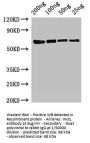 mutL Antibody