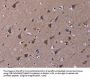 TUBGCP2 Antibody