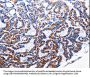 Rabbit anti-human NFKB1 polyclonal antibody