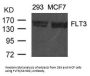 FLT3 (Ab-591) Antibody