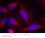 FLT3 (Ab-591) Antibody