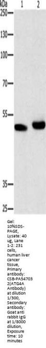 ATG4A Antibody