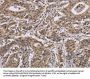 IPO8 Antibody
