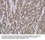 IPO8 Antibody