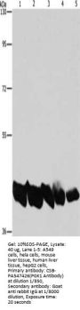 PGK1 Antibody