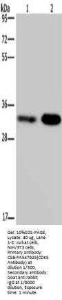 CDK5 Antibody