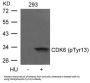 Phospho-CDK6 (Tyr13) Antibody