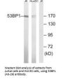 TP53BP1 (Ab-29) Antibody