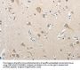 SREBF2 Antibody