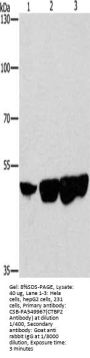 CTBP2 Antibody