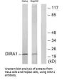 DIRAS1 Antibody